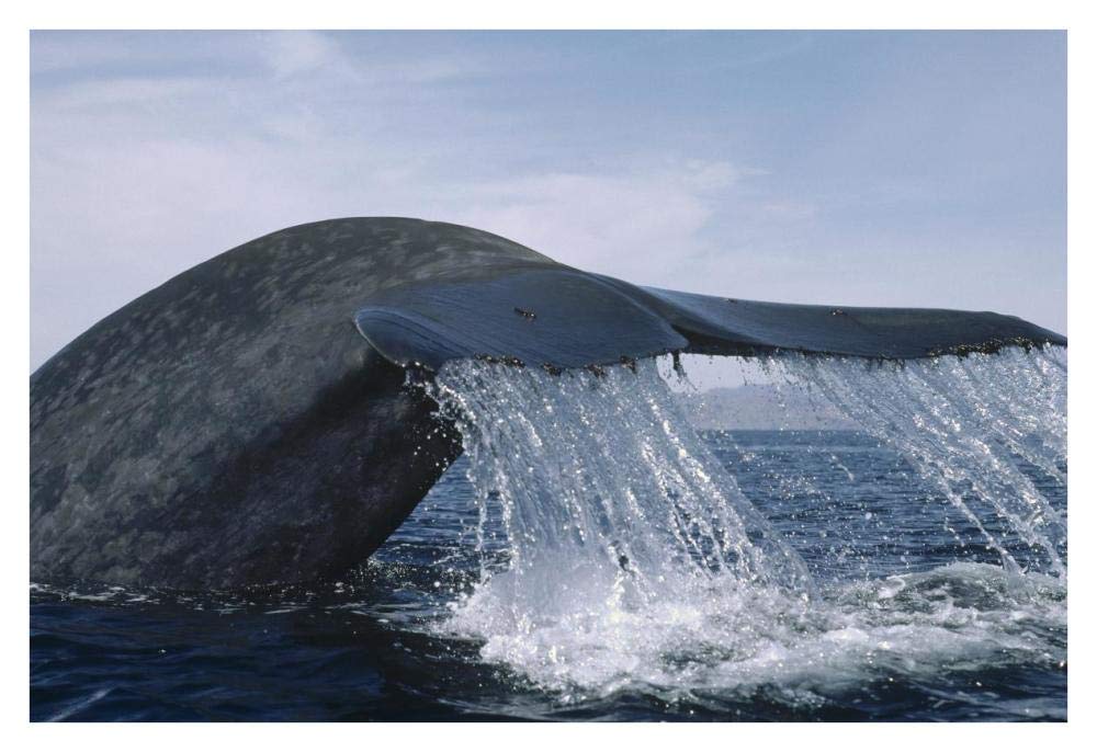 Blue Whale tail, Sea of Cortez, Mexico-Paper Art-38x26”