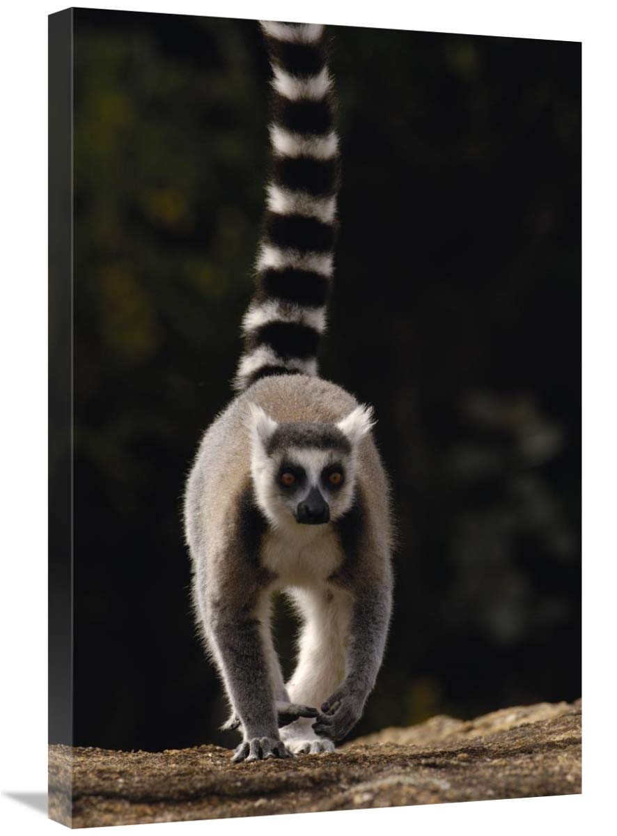 Ring-tailed Lemur,  near Andringitra Mountains  Madagascar-Canvas Art-20x30”