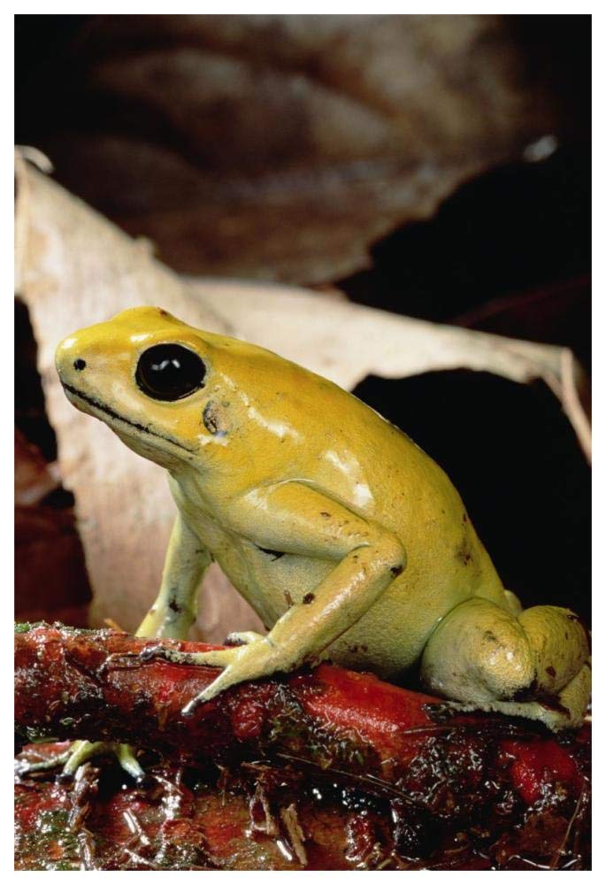 Golden Poison Dart Frog, Colombia-Paper Art-42x62”