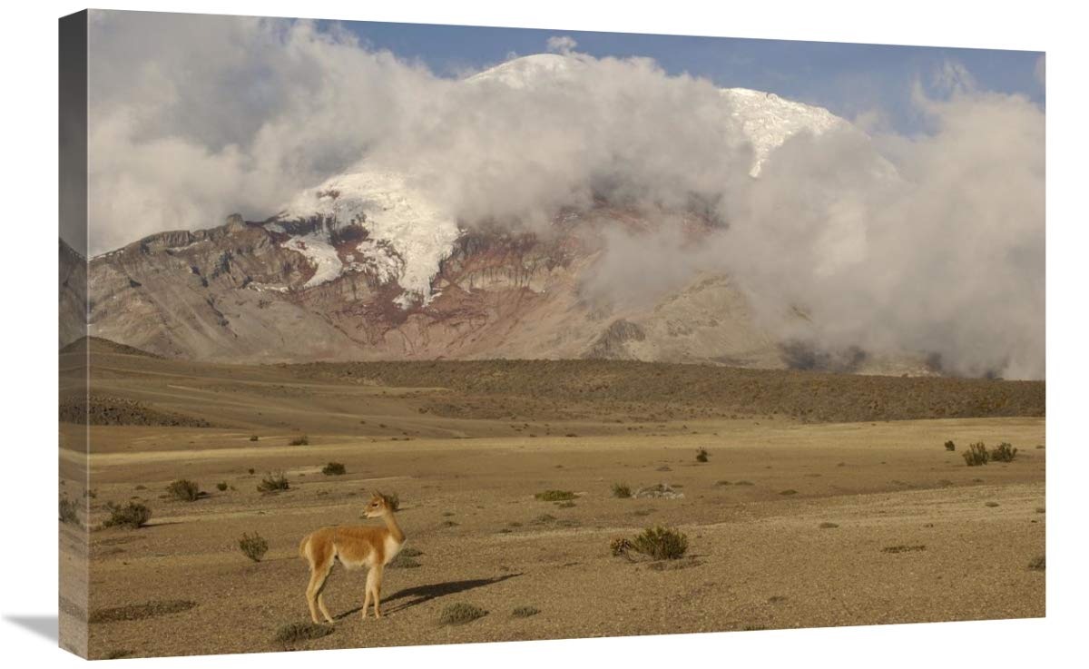 Vicuna standing beneath Mt Chimborazo, Andes Mountains, South America-Canvas Art-30x20”