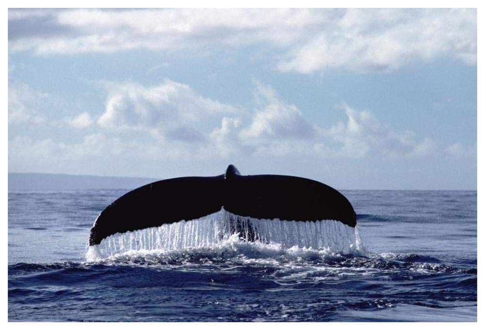 Humpback Whale tail-Paper Art-62x42”