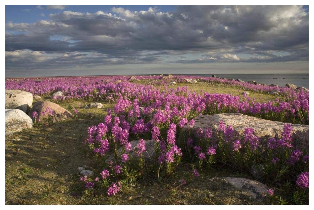 Fireweed covered island, Hudson Bay, Canada-Paper Art-62x42”