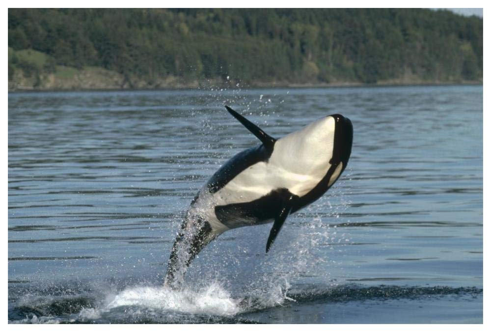 Orca breaching along the Inside Passage, Alaska-Paper Art-62x42”