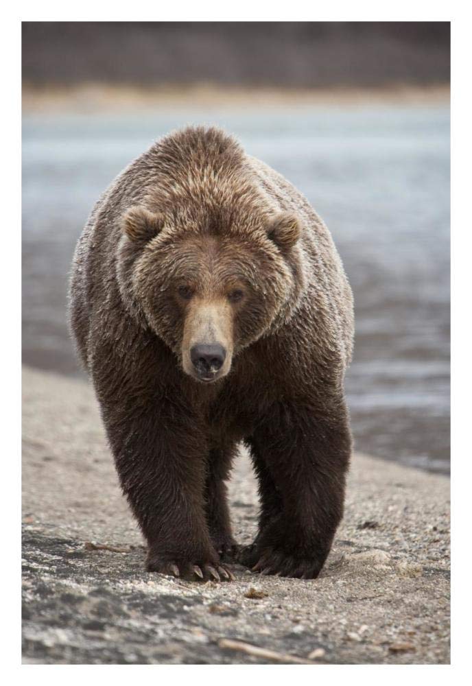 Grizzly Bear, Katmai National Park, Alaska-Paper Art-22x32”