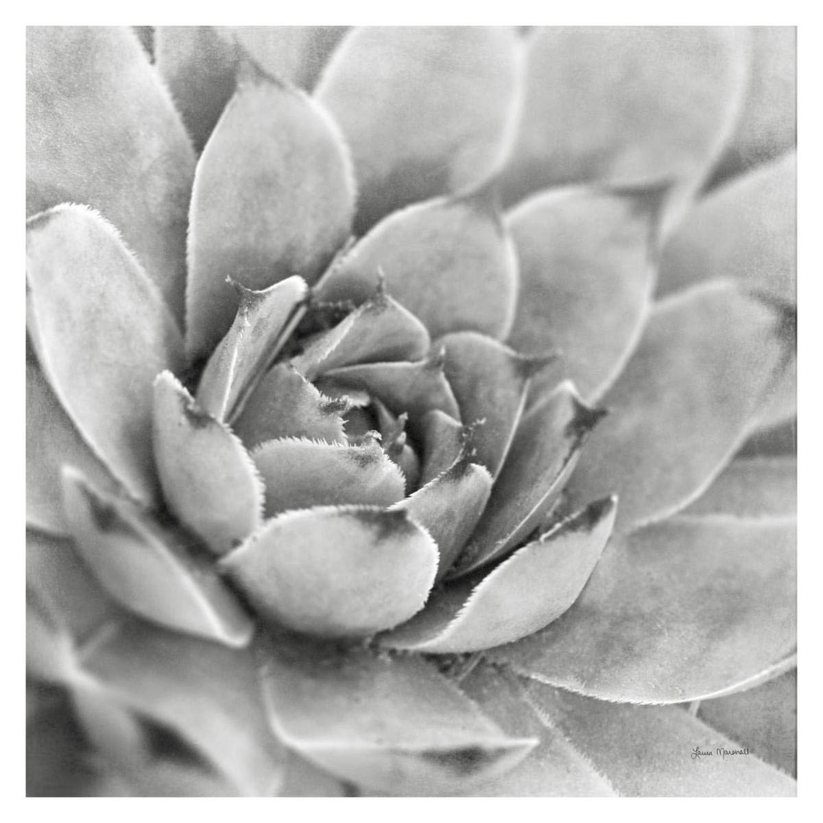 Garden Succulent IV -Paper Art-32x32”