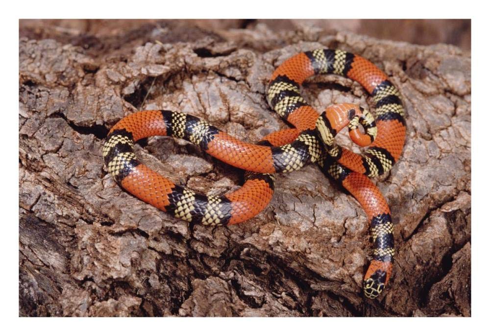 Aquatic Coral Snake on rock, Amazon forest, Brazil-Paper Art-26x18”