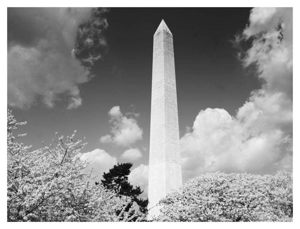 Washington Monument and cherry trees, Washington, D.C. - Black and White Variant-Paper Art-42x32”