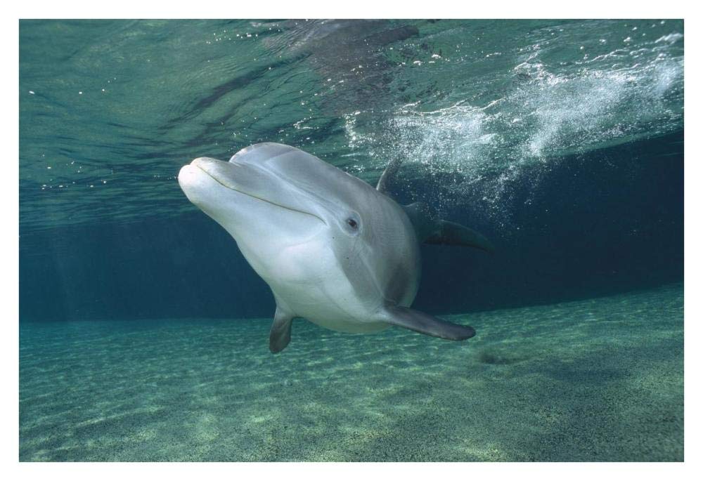 Bottlenose Dolphin, Hawaii-Paper Art-38x26”