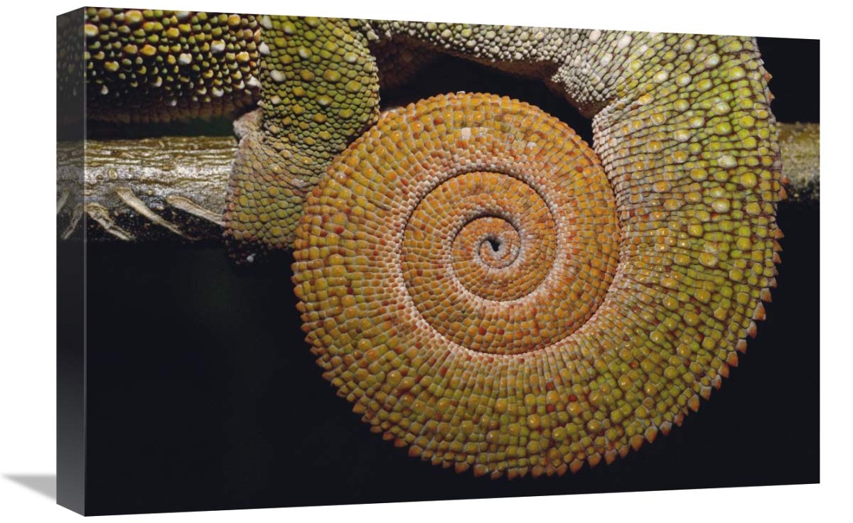 Panther Chameleon with tail curled in sleeping position, Madagascar-Canvas Art-24x16”