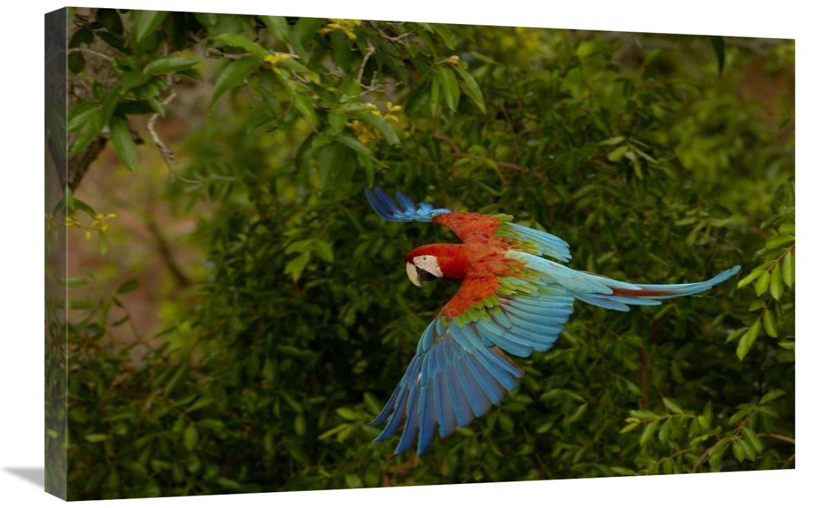 Red and Green Macaw flying, Mato Grosso do Sul, Brazil-Canvas Art-30x20”