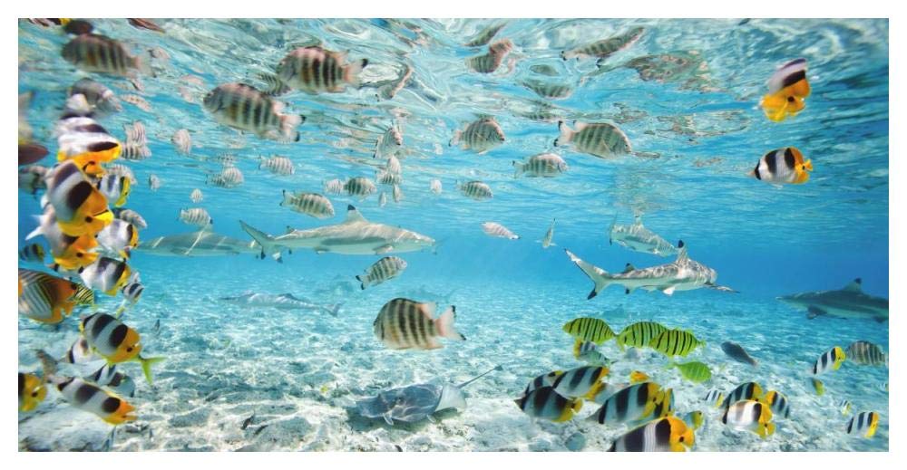 Fish and sharks in Bora Bora lagoon-Paper Art-50x26”