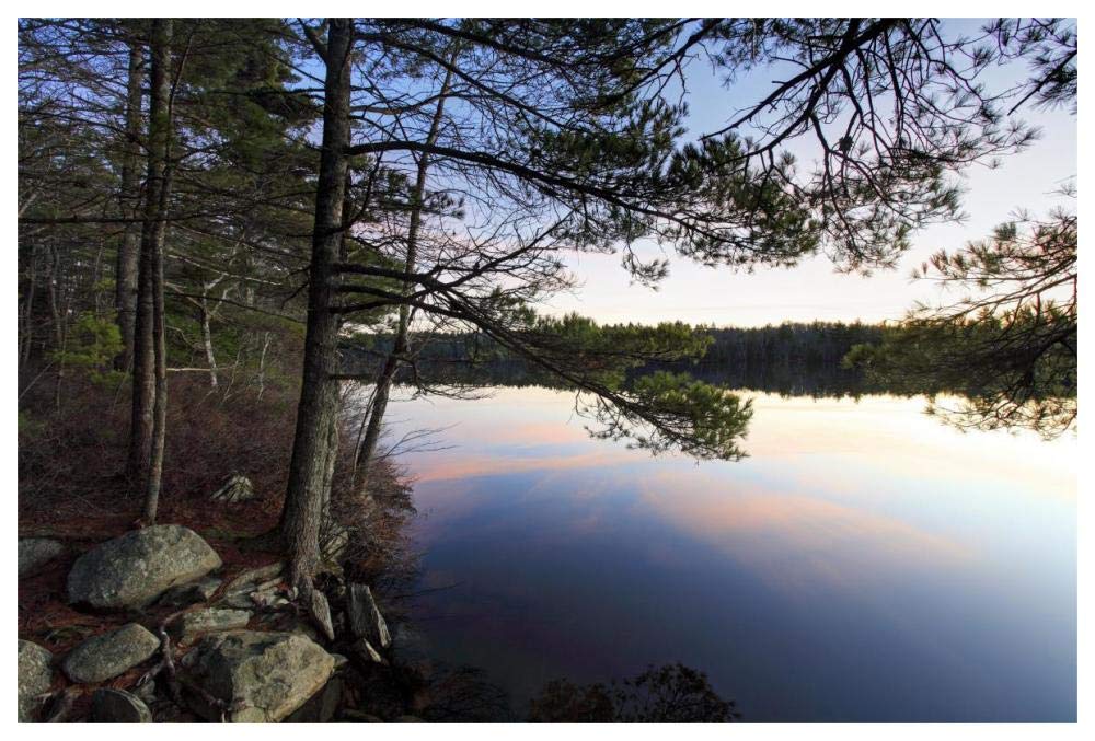 Forest along lake shore at sunset, Kejimkujik National Park, Nova Scotia, Canada-Paper Art-62x42”