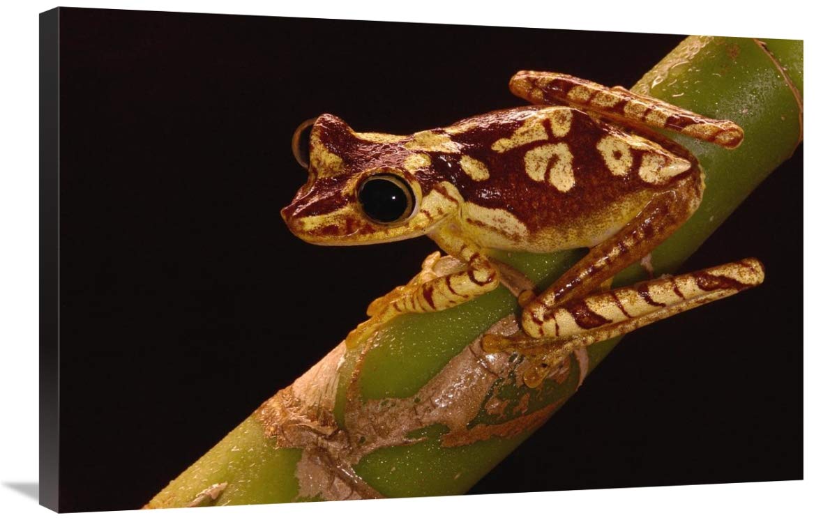 Chachi Tree Frog adult, Choco Rainforest, Ecuador-Canvas Art-36x24”