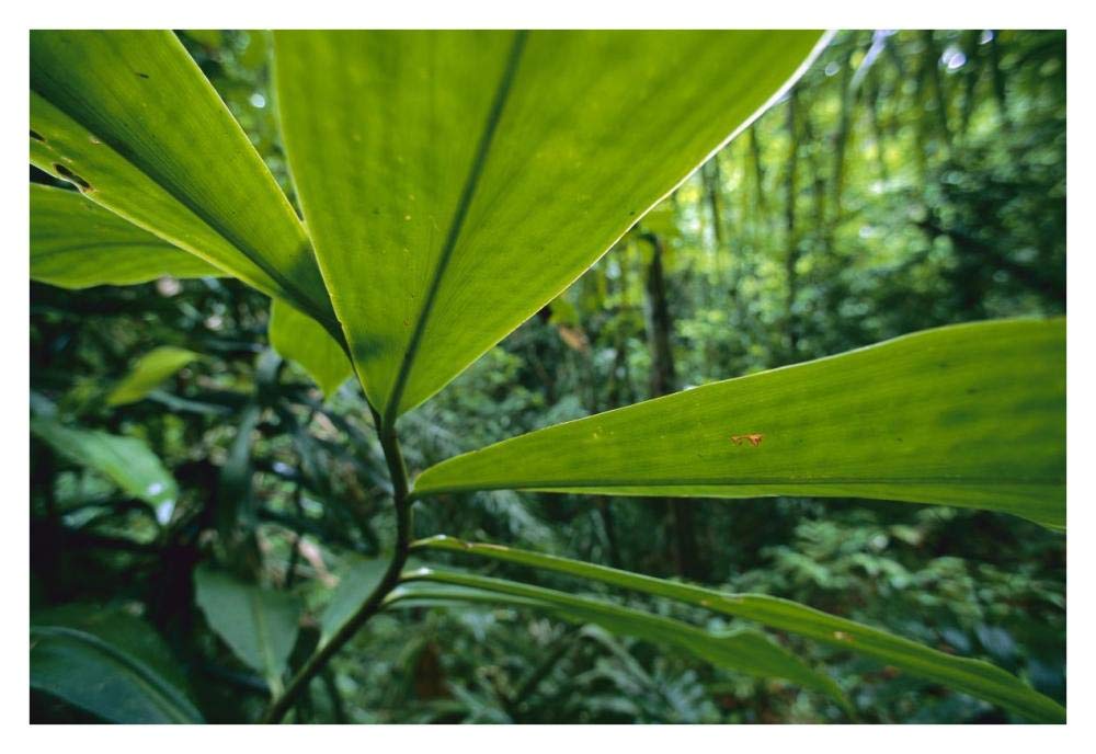 Spiral Ginger leaves, Barro Colorado Island, Panama-Paper Art-38x26”