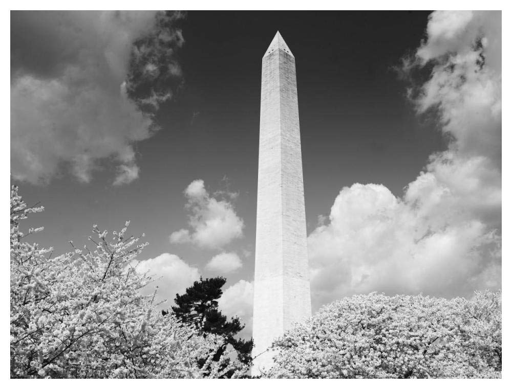 Washington Monument and cherry trees, Washington, D.C. - Black and White Variant-Paper Art-50x38”