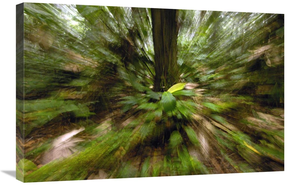 Primary rainforest, western slope of Andes Mountains, Ecuador-Canvas Art-30x20”