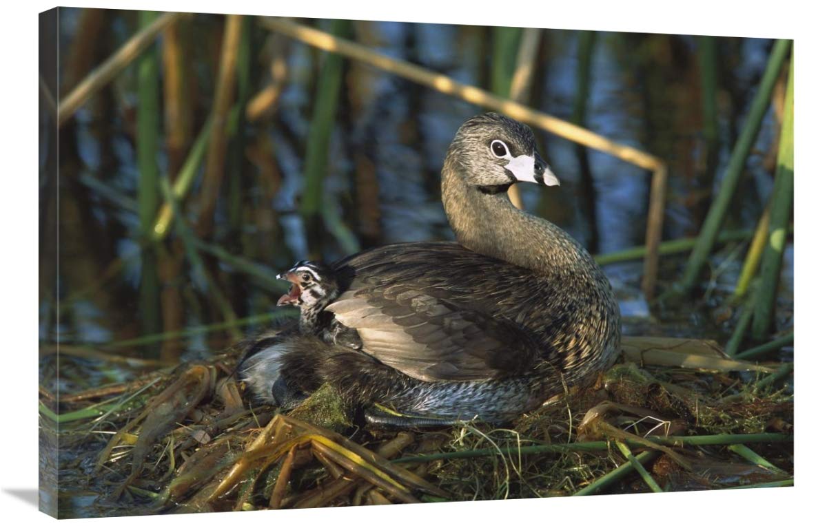 Pied-billed Grebe parent with calling chick on nest, Rio Grande Valley, Texas-Canvas Art-36x24”