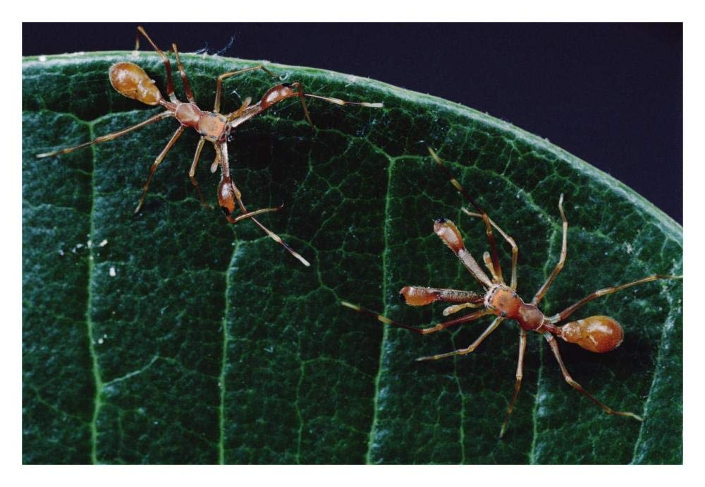 Kerengga Ant-like Jumper males fighting, Sri Lanka-Paper Art-32x22”