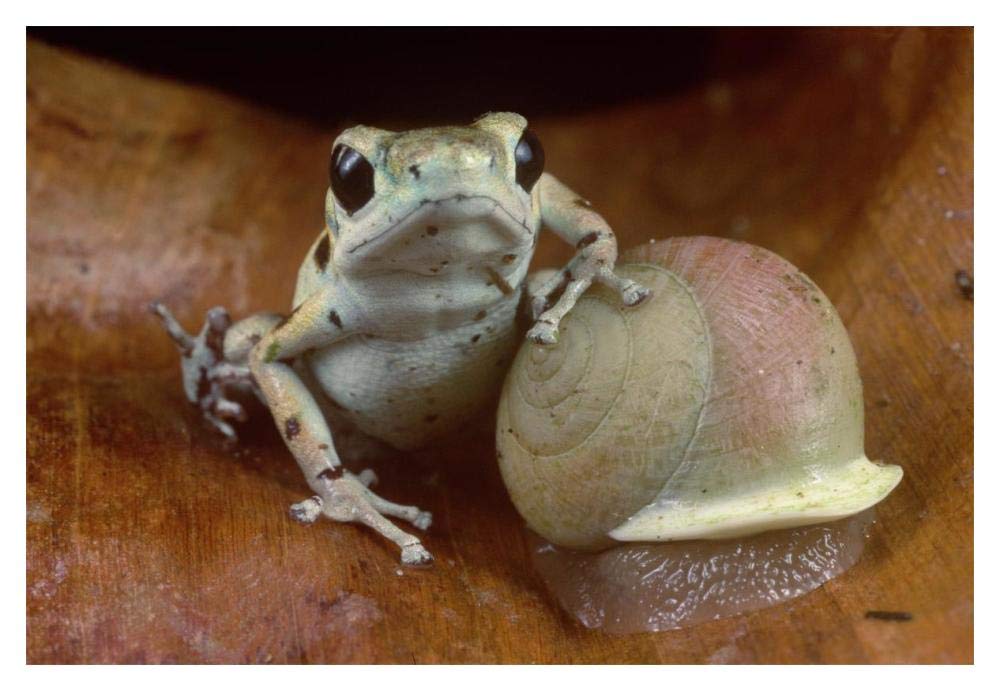 Strawberry Poison Dart Frog resting on snail, Panama-Paper Art-20x14”