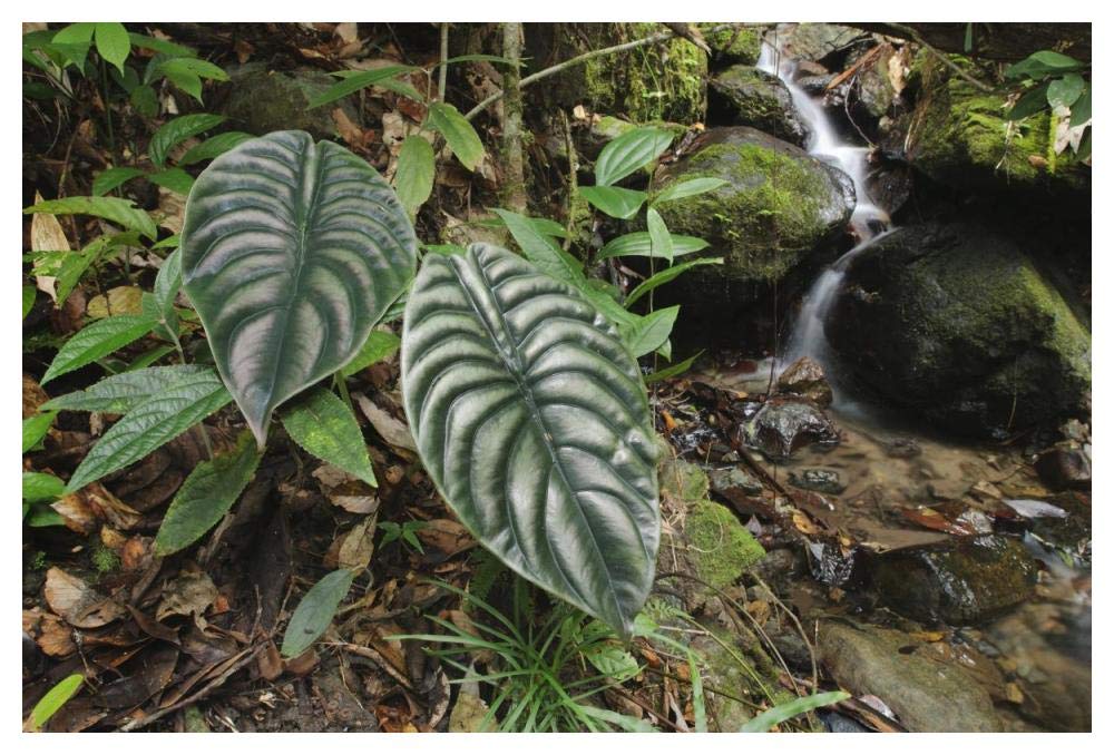 Taro leaves near creek in rainforest, Sabah, Borneo, Malaysia-Paper Art-50x34”