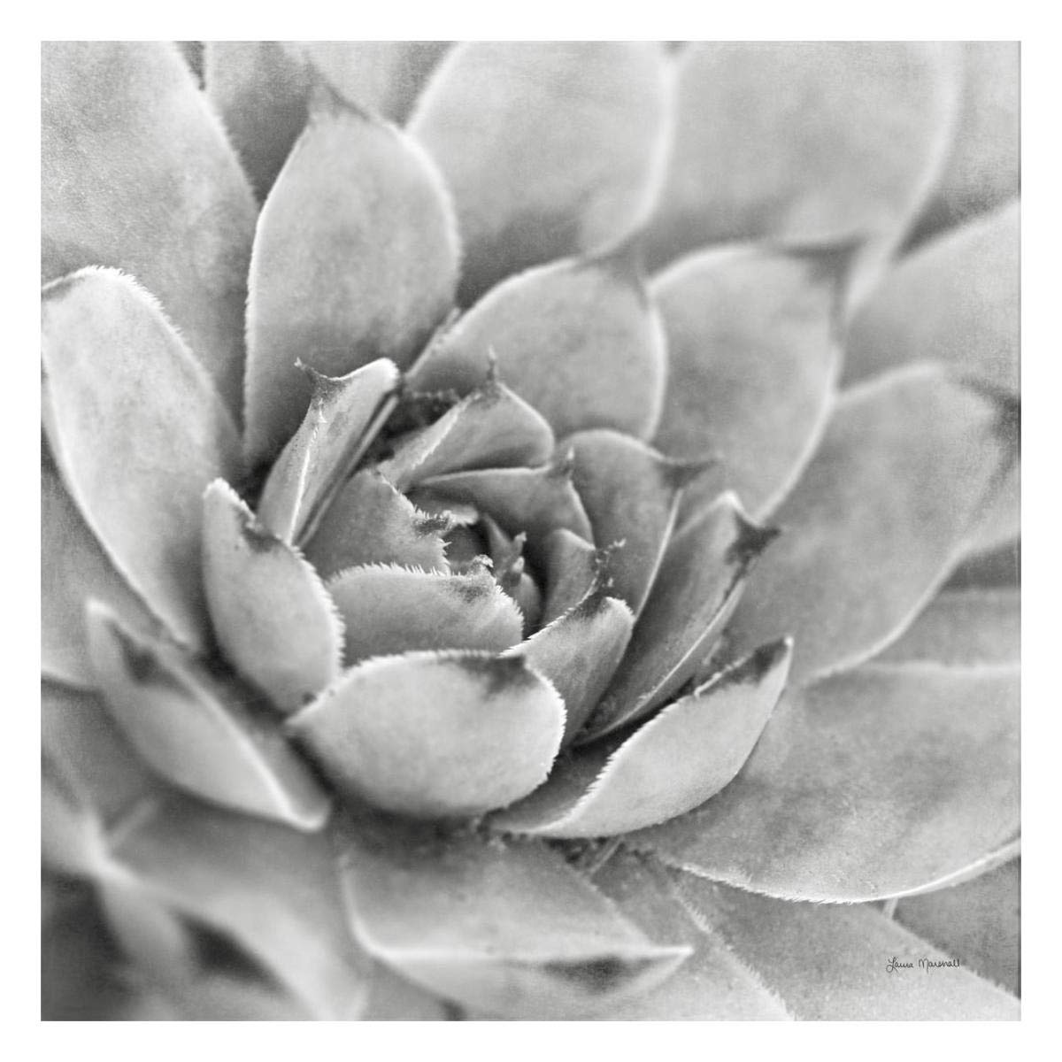 Garden Succulent IV -Paper Art-26x26”