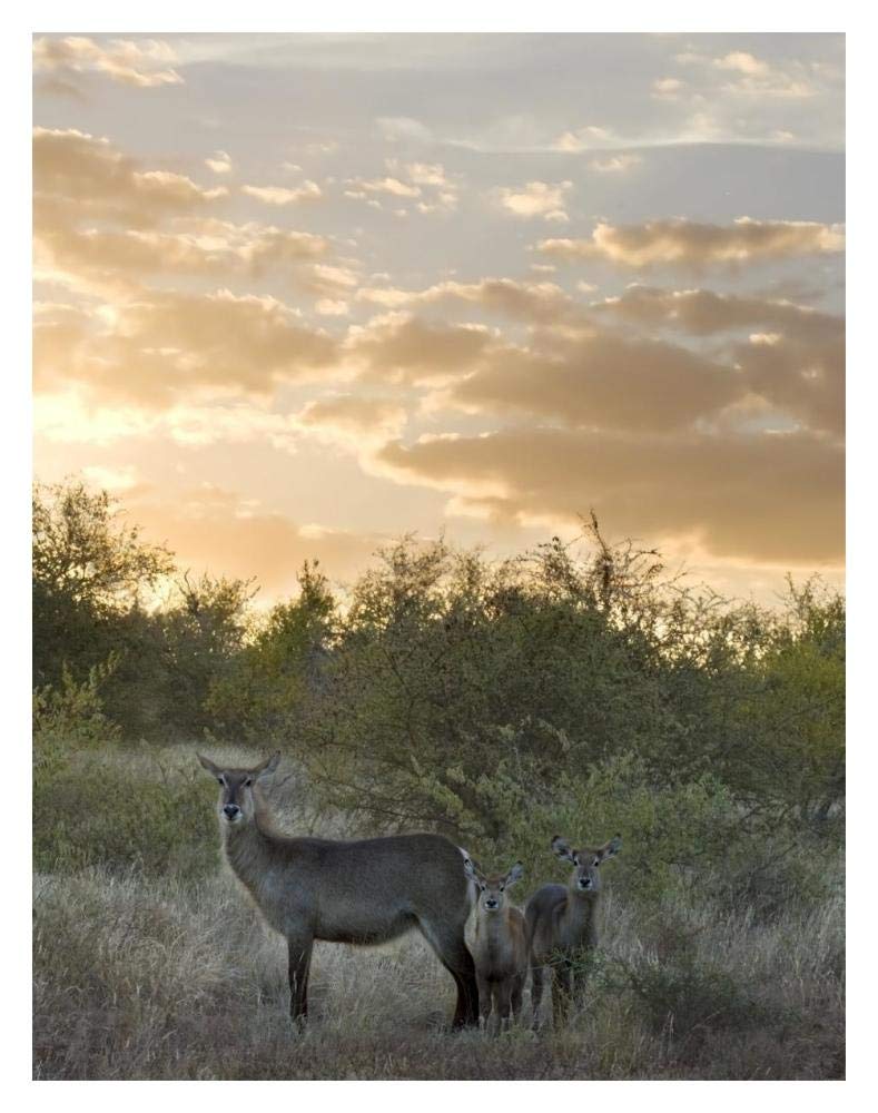 Waterbuck mother and calf, Kruger National Park, South Africa-Paper Art-14x18”