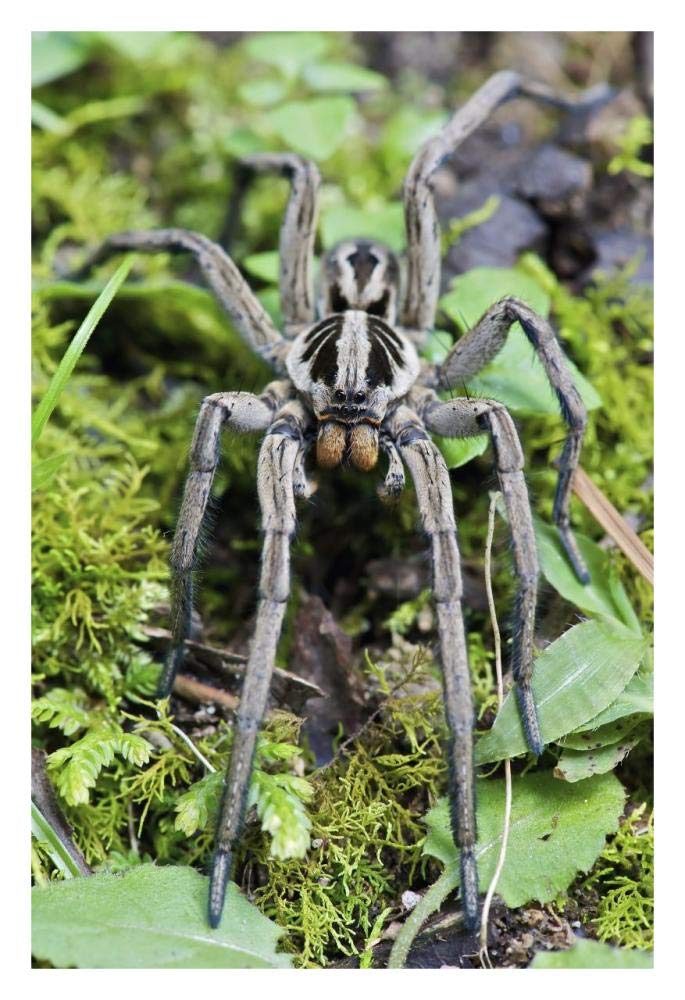 Wolf Spider male, Mindo, western slope of Andes, Ecuador-Paper Art-22x32”