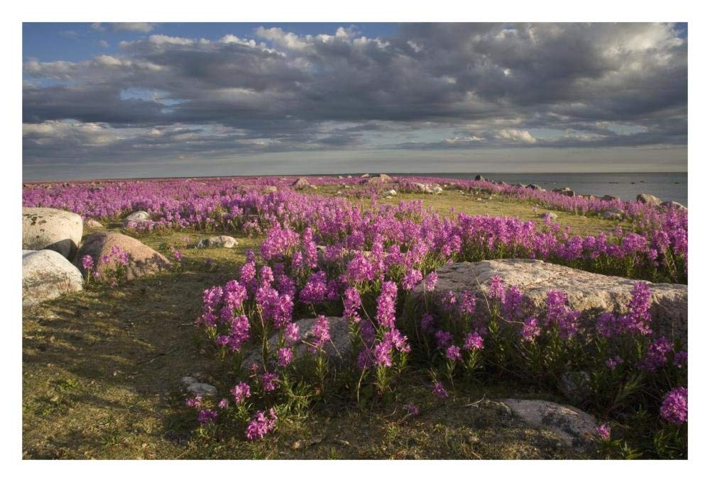 Fireweed covered island, Hudson Bay, Canada-Paper Art-32x22”