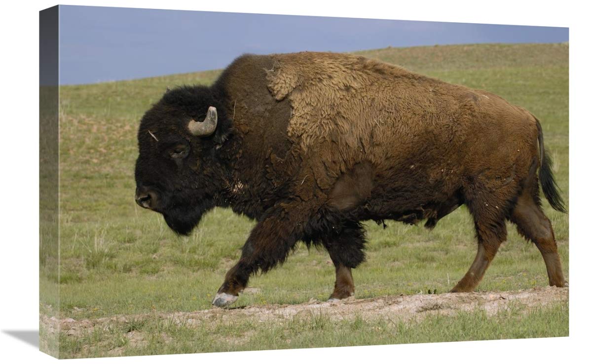 American Bison male, Durham Ranch, Wyoming-Canvas Art-24x16”