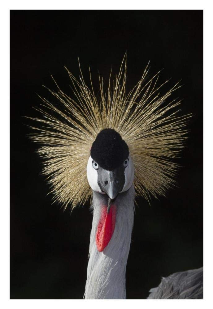 Grey Crowned Crane, native to Africa-Paper Art-22x32”