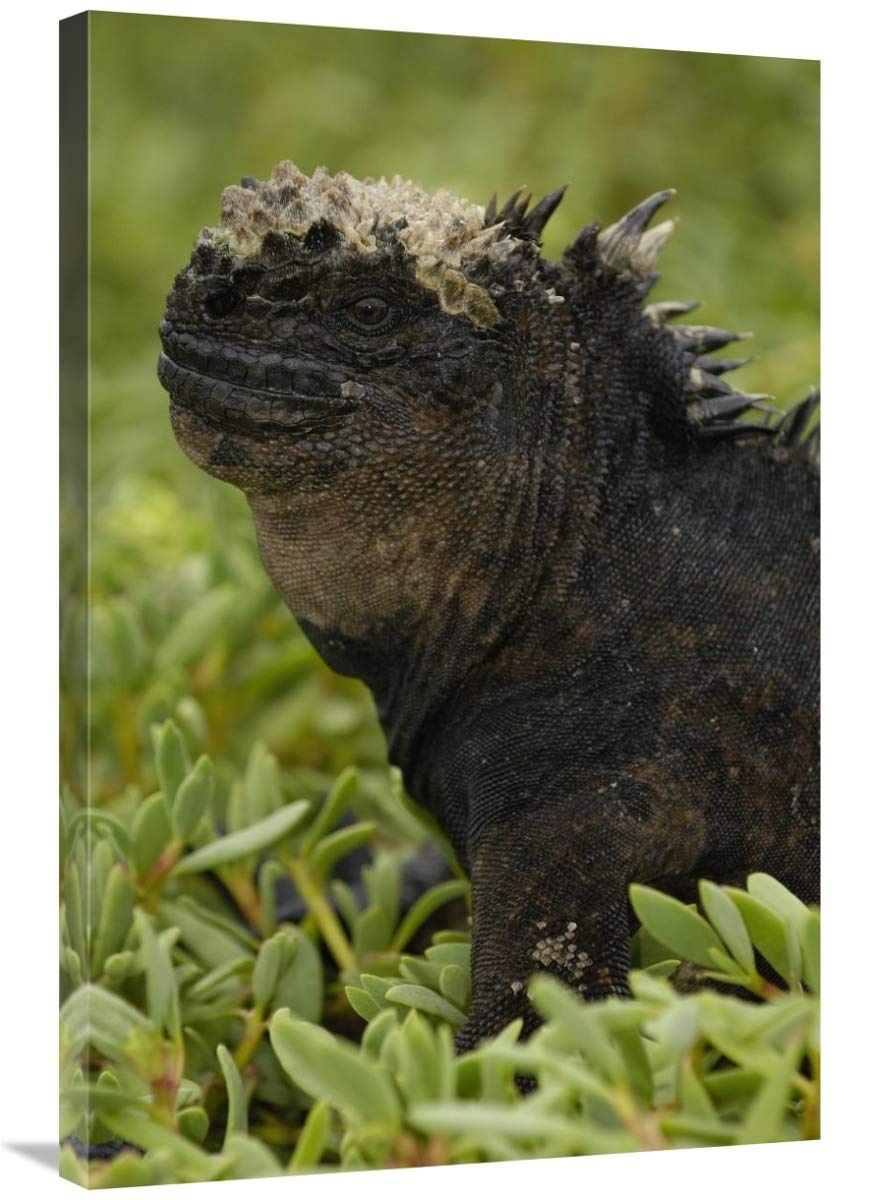 Marine Iguana, Santa Cruz Island, Galapagos Islands, Ecuador-Canvas Art-24x36”