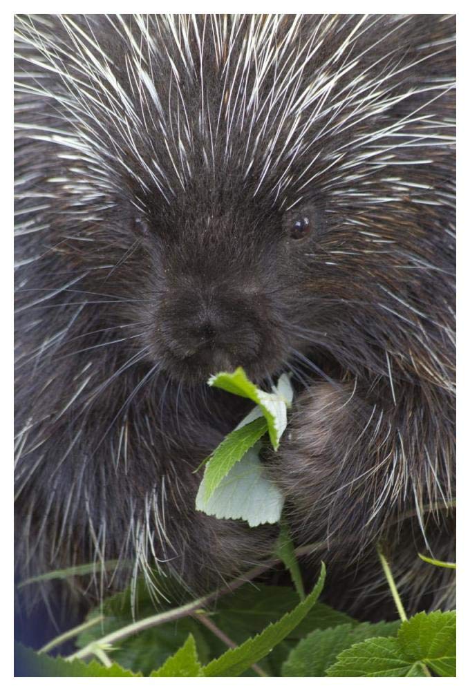 Common Porcupine feeding on leaves, Haines, Alaska-Paper Art-34x50”