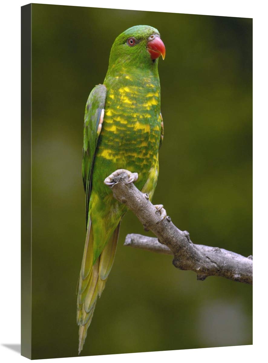 Scaly-breasted Lorikeet , Brisbane, Australia-Canvas Art-20x30”