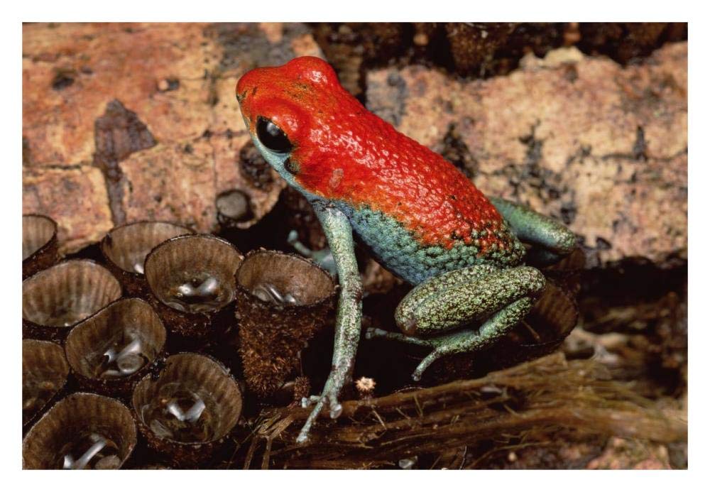 Granular Poison Dart Frog on birds nest fungus, Corcovado NP, Costa Rica-Paper Art-32x22”