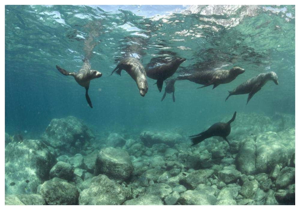 California Sea Lions playing underwater, Isla Espiritu Santo, Baja, Mexico-Paper Art-62x42”