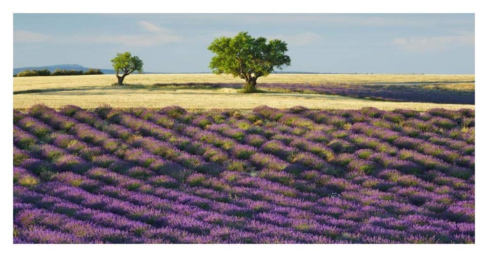 Lavender field and almond tree, Provence, France-Paper Art-38x20”