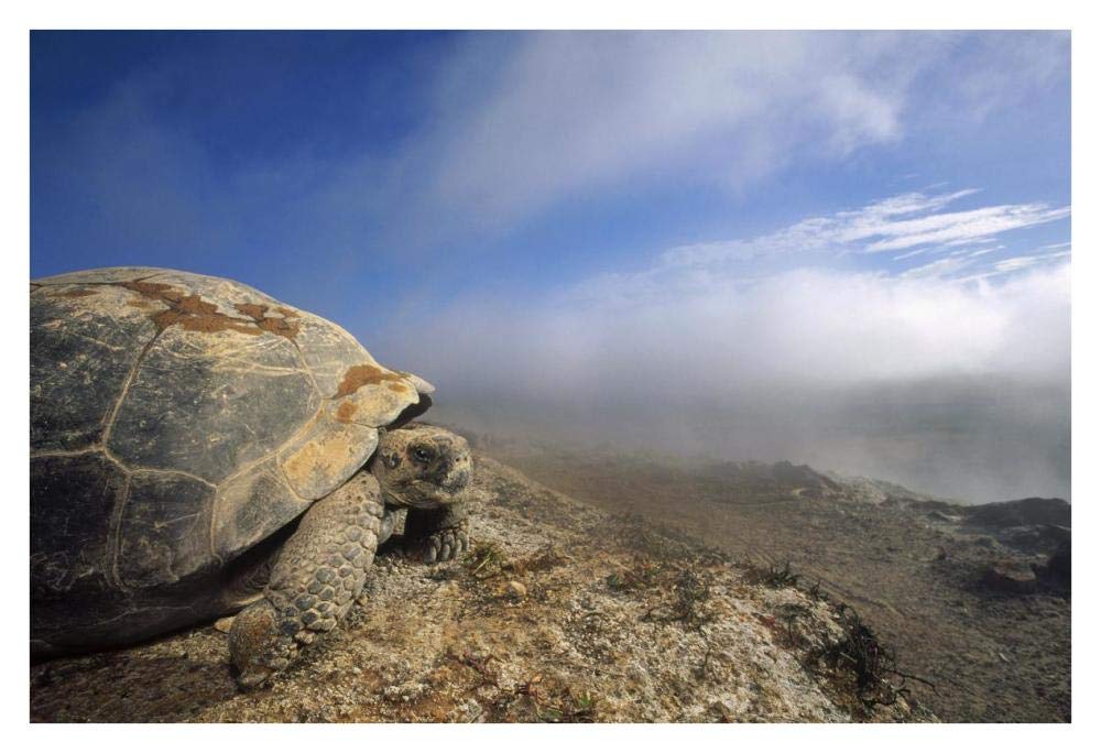 Galapagos Giant Tortoise overlooking caldera with steaming fumaroles, Galapagos-Paper Art-38x26”