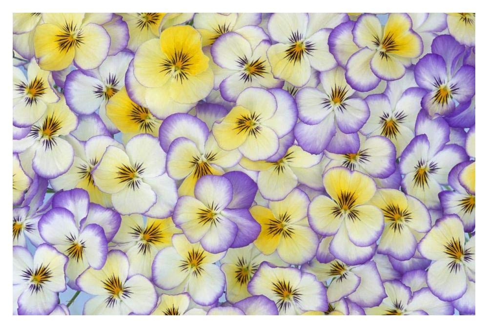 Violet flowers in white, yellow and purple, Europe and North America-Paper Art-20x14”
