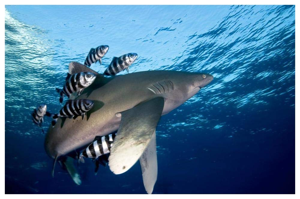 Oceanic White-tip Shark close to the surface-Paper Art-62x42”