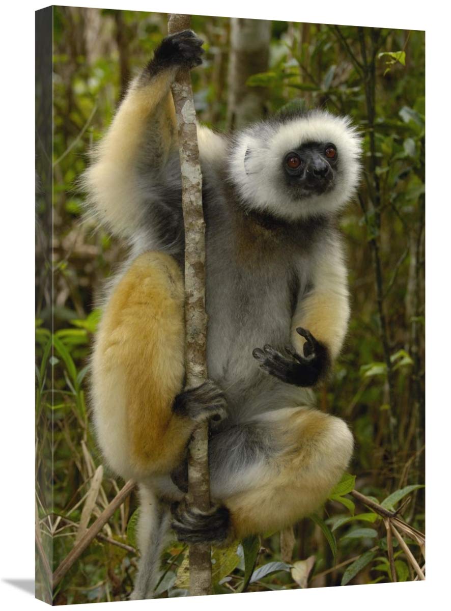 Diademed Sifaka , Mantadia National Park, Madagascar-Canvas Art-20x30”