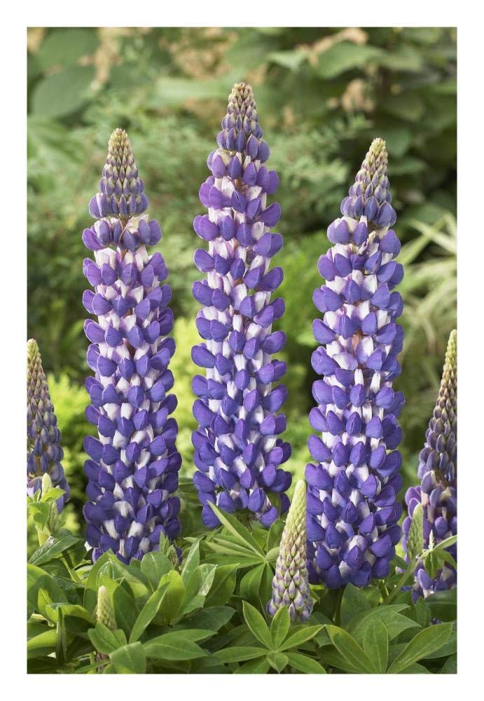 Lupine sea horse variety flowers-Paper Art-18x26”