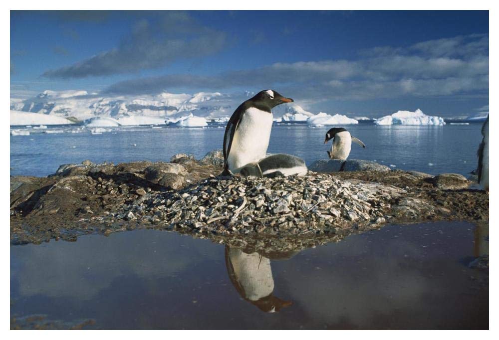 Gentoo Penguin parent on nest with chicks surrounded by flood water, Antarctic Peninsula-Paper Art-50x34”