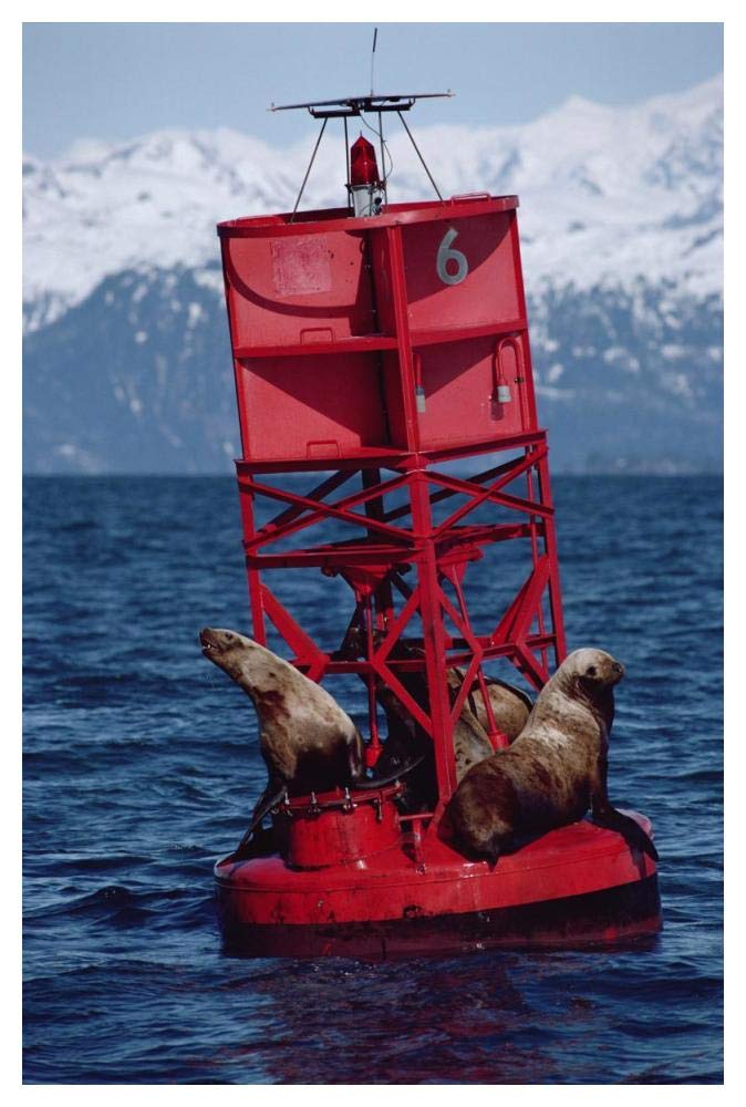Oil stained Stellers Sea Lions, Exxon Valdez Oil Spill, Prince William Sound, Alaska-Paper Art-34x50”