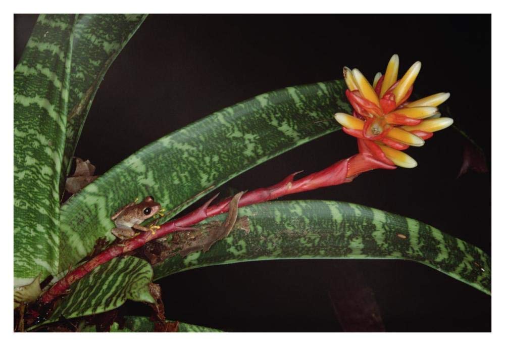 Frog on Guzmania Bromeliad western lowlands, Colombia-Paper Art-38x26”