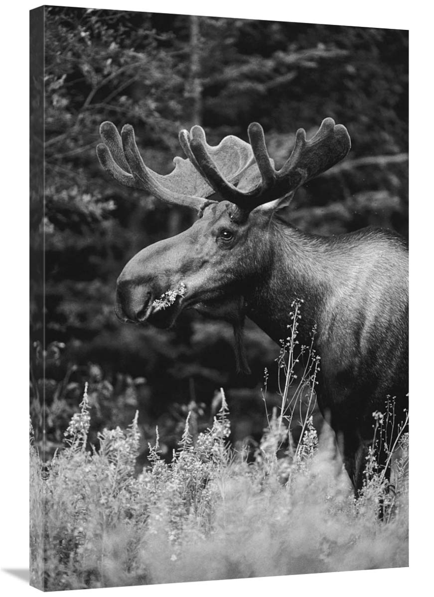 Alaska Moose feeding on Fireweed flowers in the spring, Alaska - Black and White-Canvas Art-24x36”