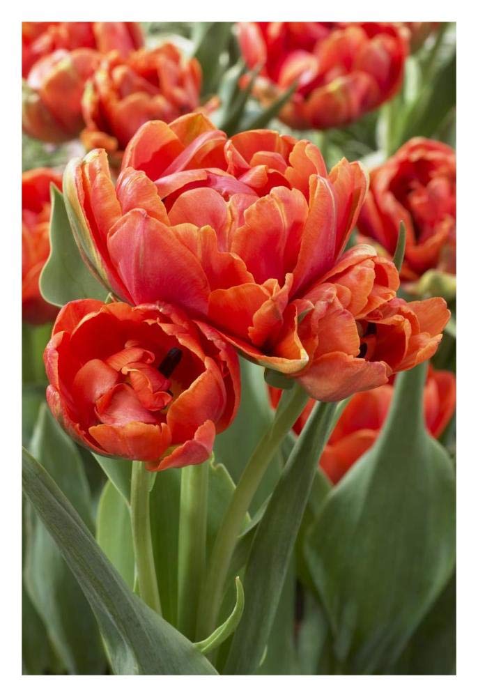 Tulip grand rapids variety flowers-Paper Art-22x32”
