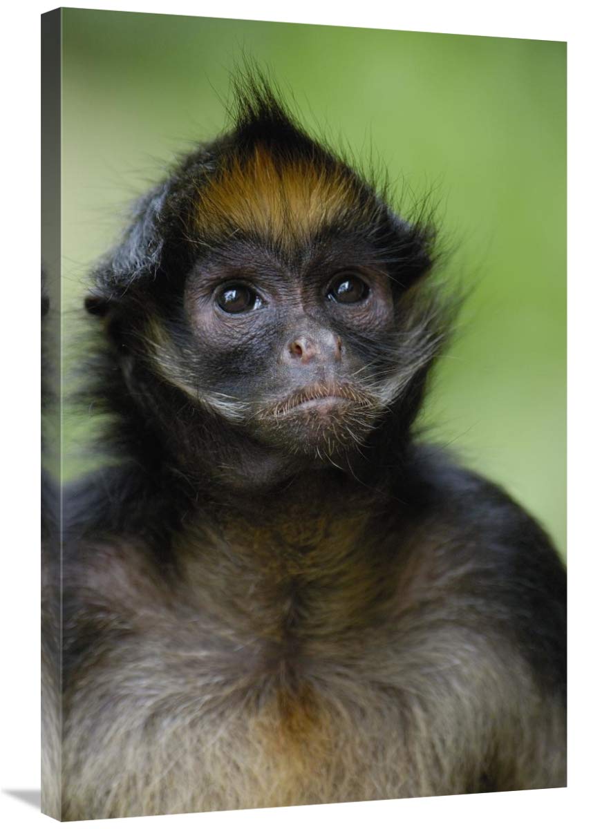 White-bellied Spider Monkey portrait,  Amazon Rainforest, Ecuador-Canvas Art-24x36”