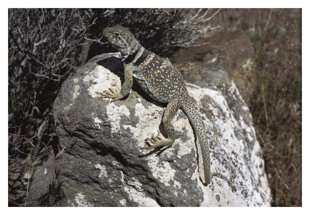 Collared Lizard sunning itself on a rock, Mojave Desert, California-Paper Art-20x14”