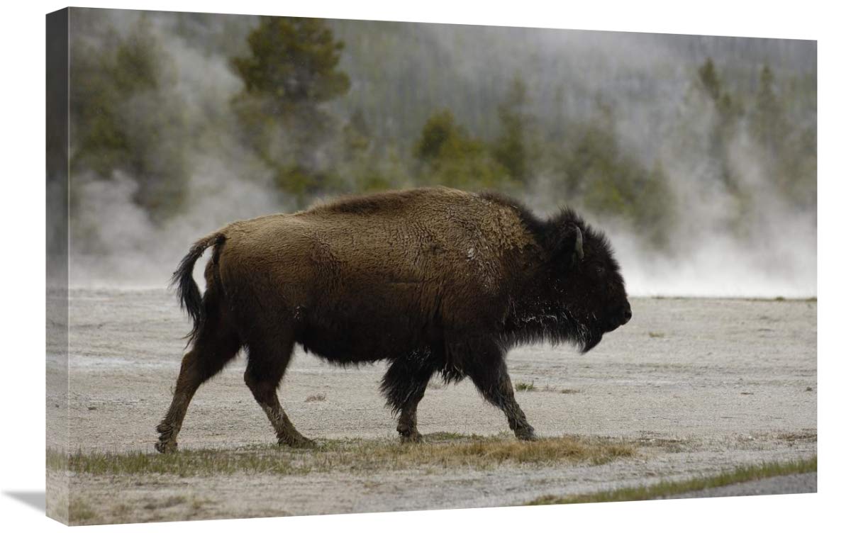 American Bison male near hot springs, Yellowstone National Park, Wyoming-Canvas Art-30x20”