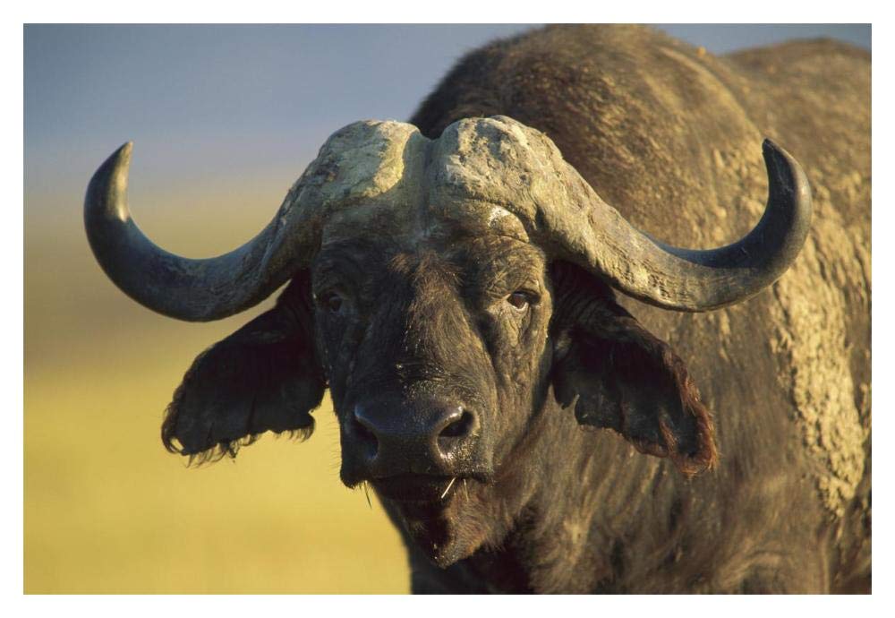 Cape Buffalo portrait, Kenya-Paper Art-20x14”